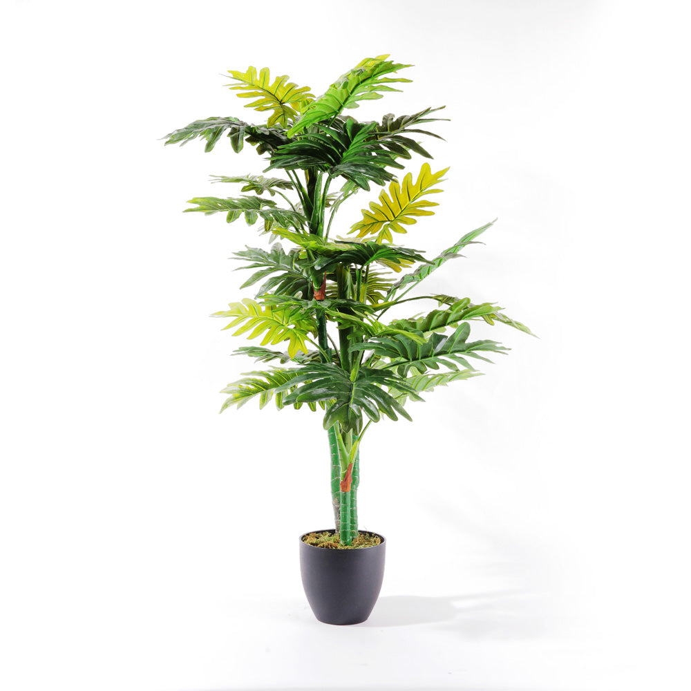 Flourish Split-Leaf Philodendron – Our Home Philippines