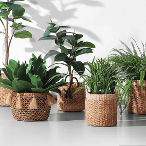 Botanicals & Planters