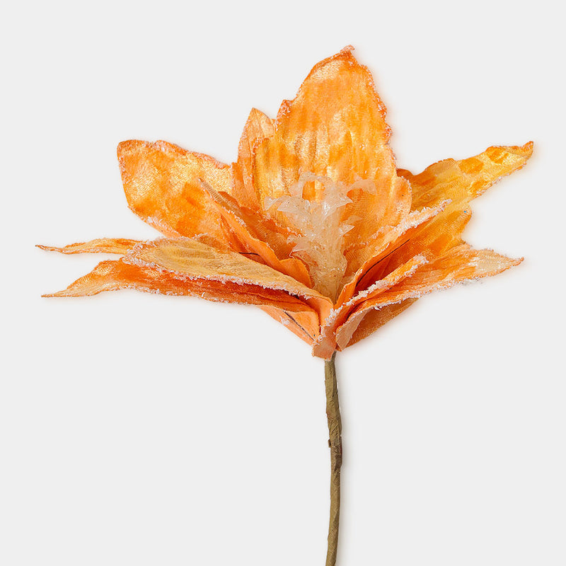 Velvet Peach Poinsettia