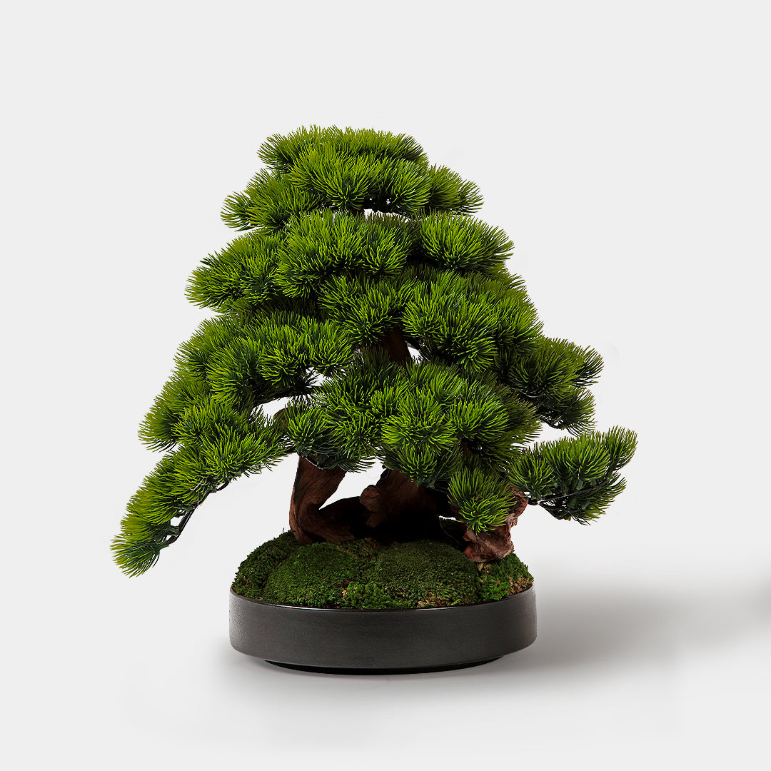 Shizuoka Bonsai