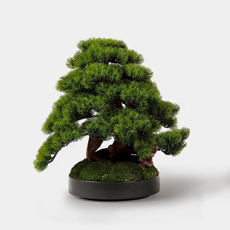Shizuoka Bonsai