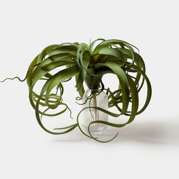 Flourish Faux Tillandsia Plant