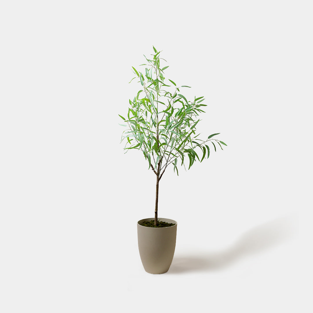 Flourish Eucalyptus Tree