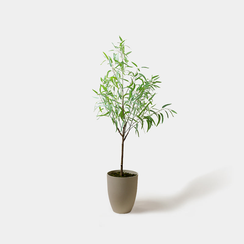 Flourish Eucalyptus Tree