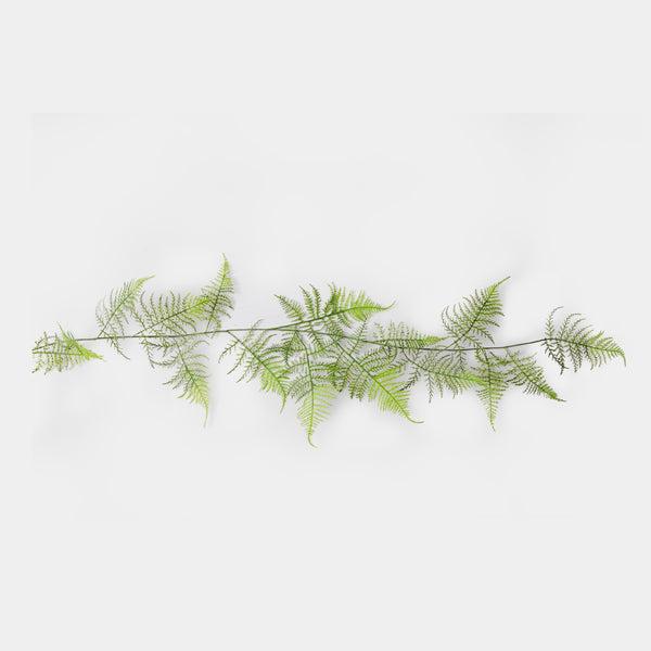 Flourish Asparagus Fern