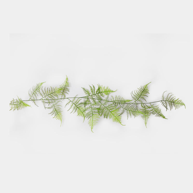 Flourish Asparagus Fern