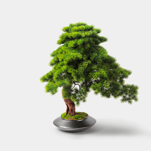 Flourish Gi Bonsai