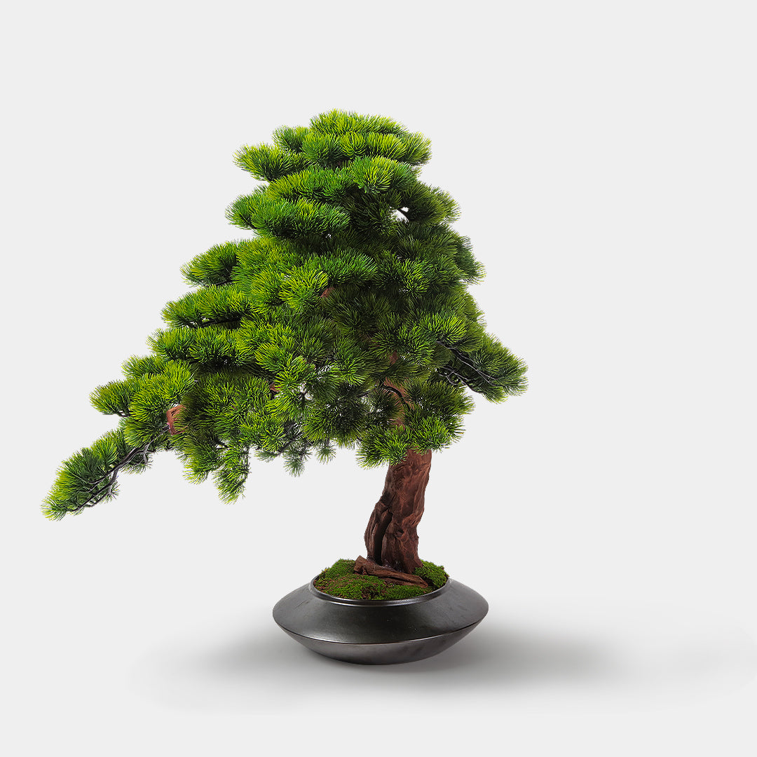 bonsai tree for sale philippines Flourish Gi Bonsai – Our Home Philippines