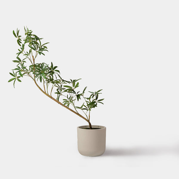 Flourish Schefflera Tree