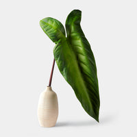 Flourish Philodendron Leaf