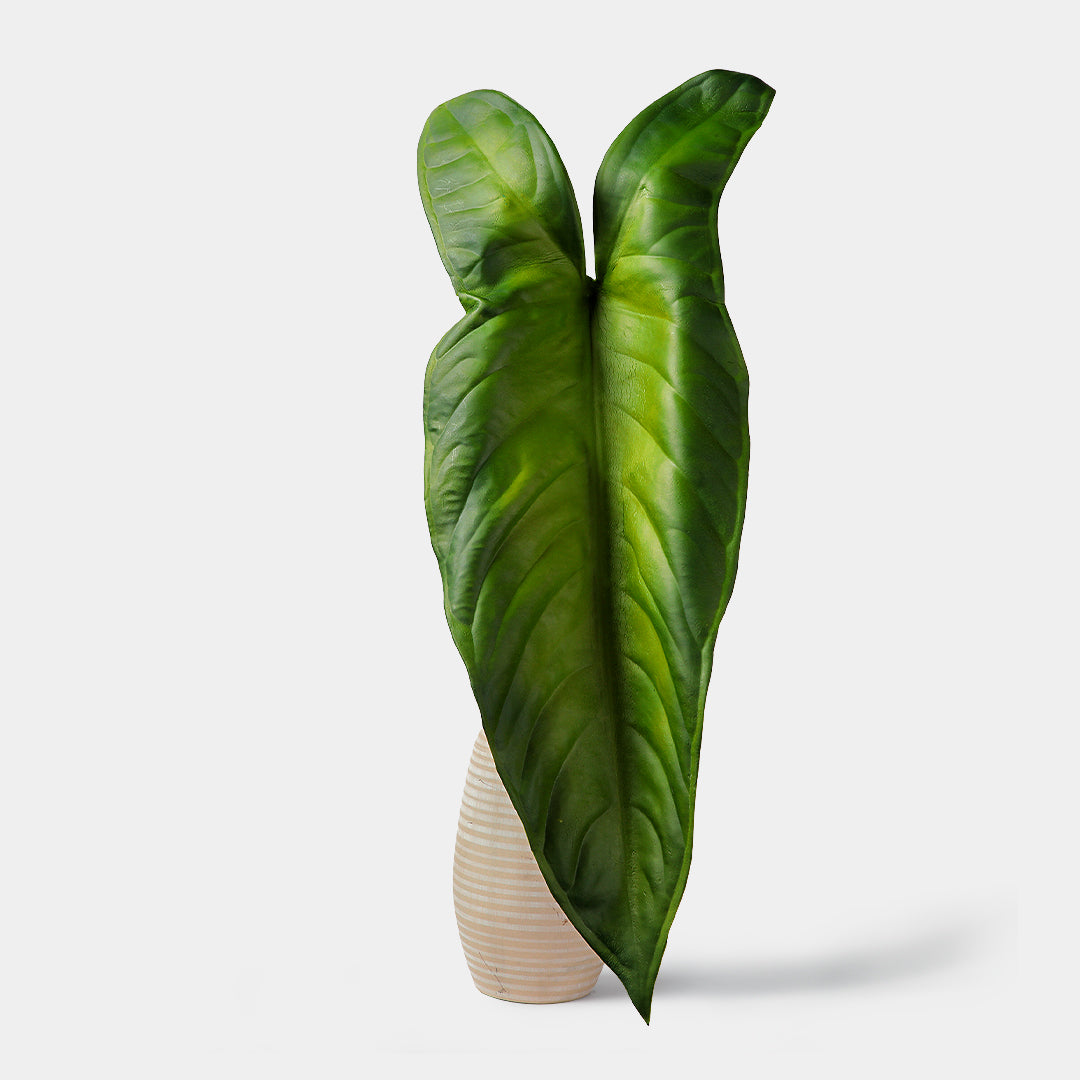 Flourish Philodendron Leaf