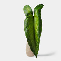 Flourish Philodendron Leaf