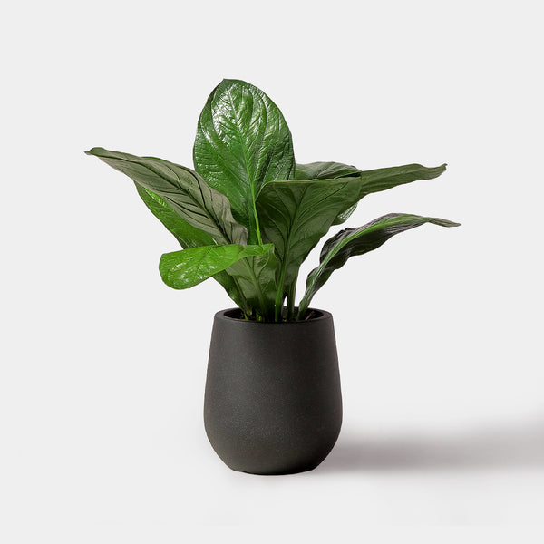 Flourish Anthurium Jenmanii Plant