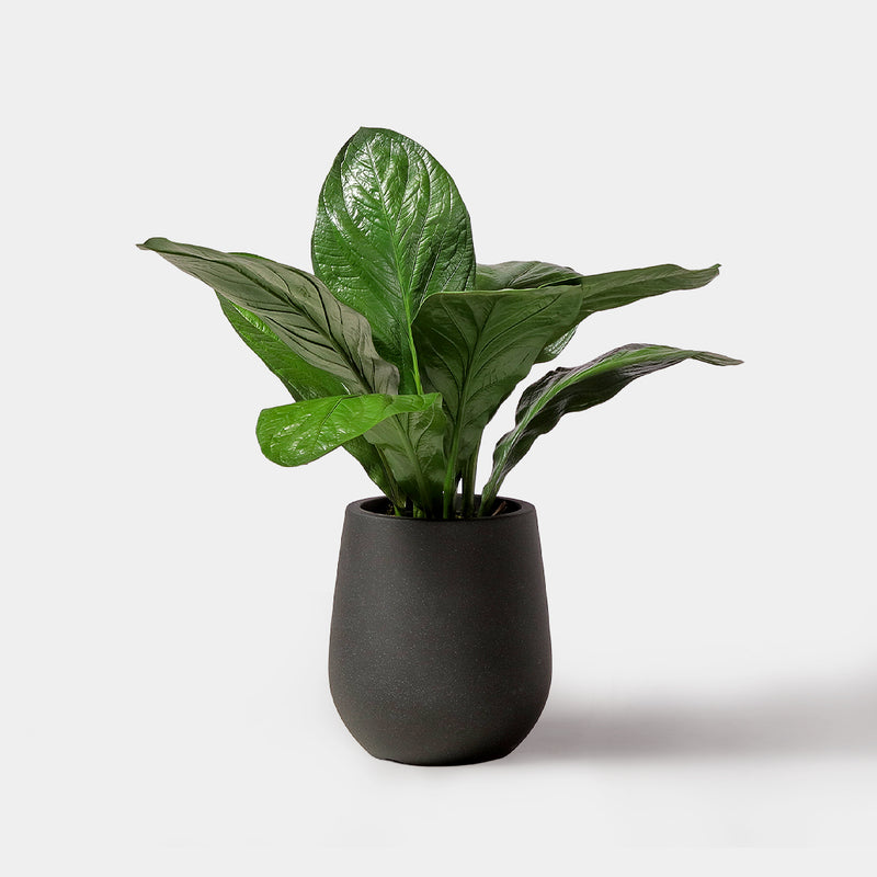 Flourish Anthurium Jenmanii Plant