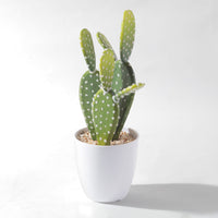 Flourish Faux Potted Succulent A (6623052595279)