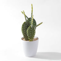 Flourish Faux Potted Succulent A (6623052595279)