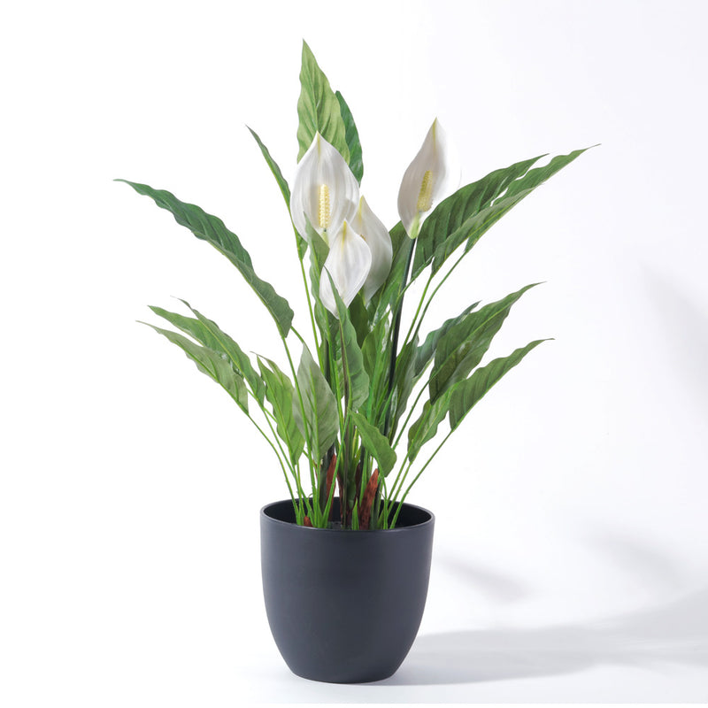 Flourish Potted Spathiphyllum