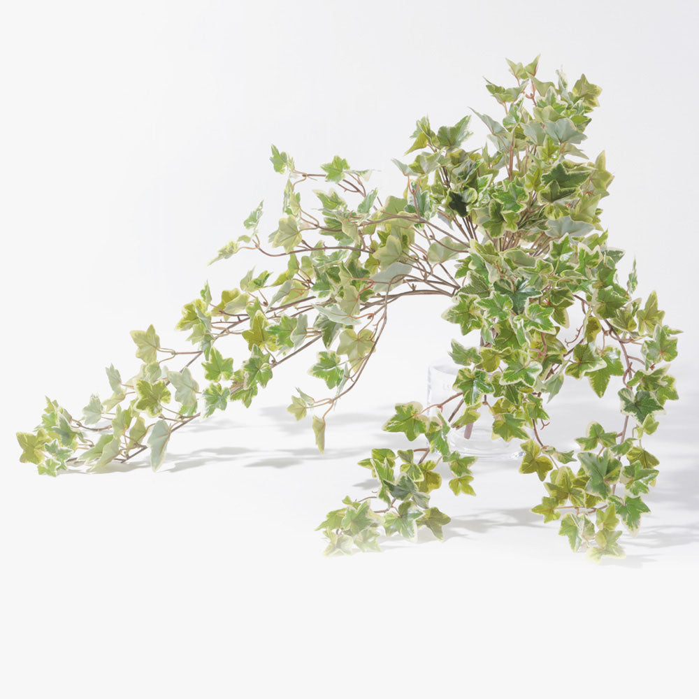 Flourish Frosted Ivy Bush A – Our Home Philippines