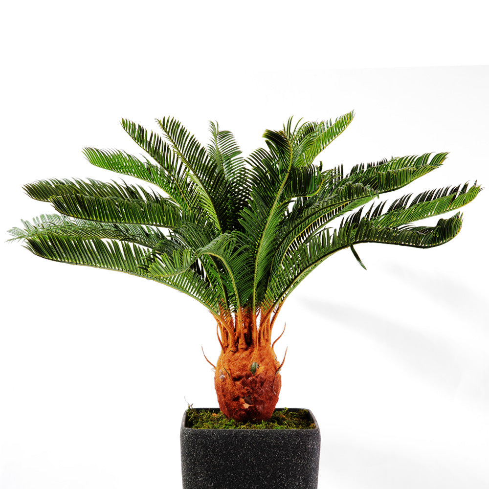 Flourish Cycas Pot (7585807696113)