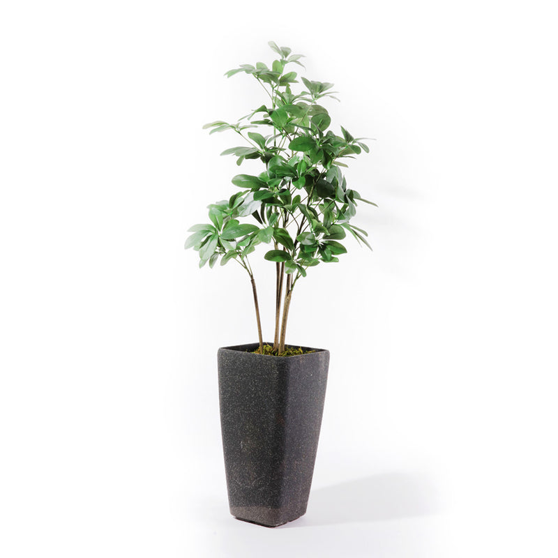 Flourish Schefflera