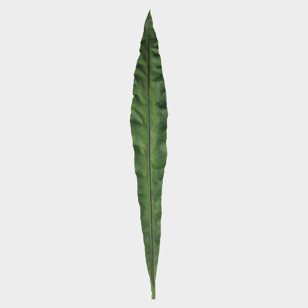 Birds Nest Fern (4781723287631)