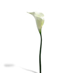 Large Calla Lily (4781722239055)