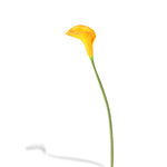 Large Calla Lily (4781722239055)