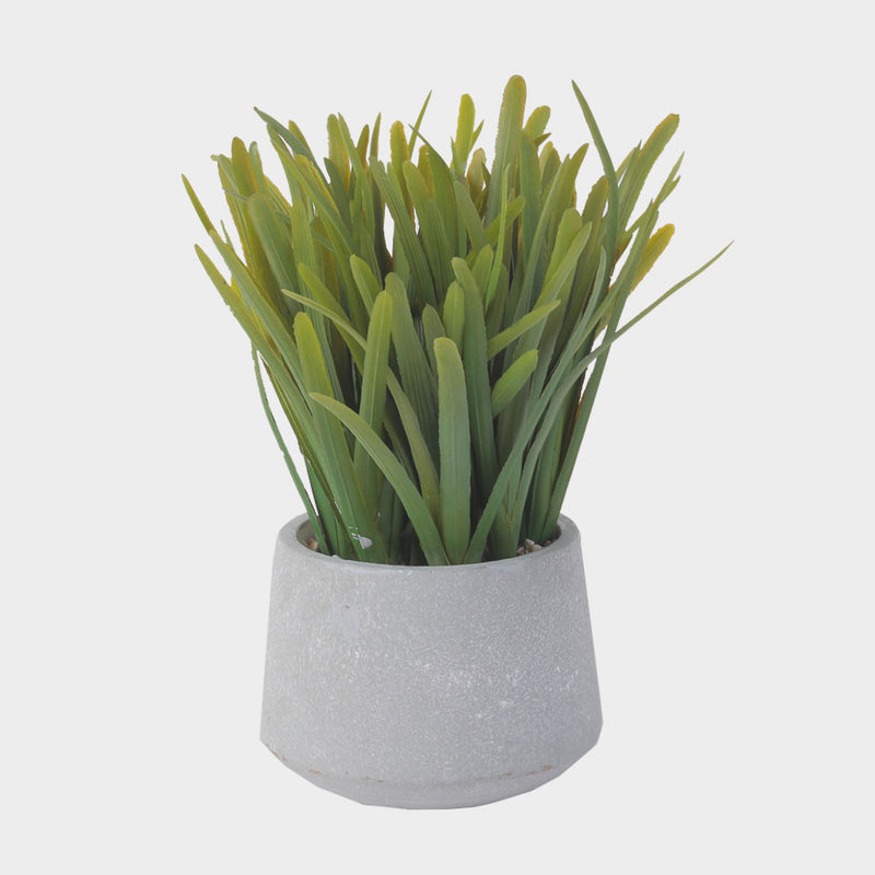 Potted Grass