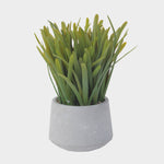 Potted Grass (4781723517007)