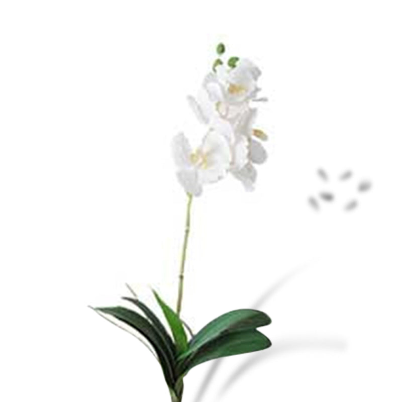 Vanda Orchid Spray (4781722402895)