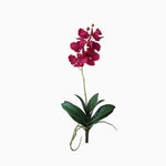 Vanda Orchid Spray (4781722402895)